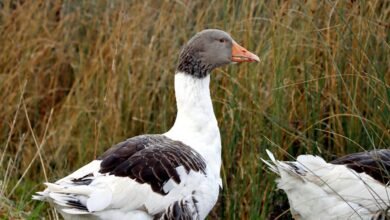 faidiesel overview and profile