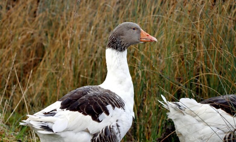 faidiesel overview and profile