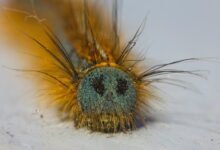 fixing klupzo333 bug errors